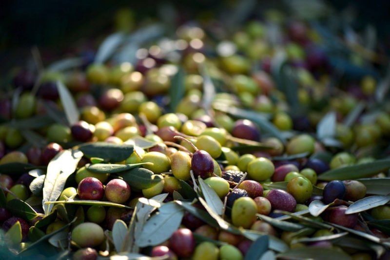 Olives for olive oil
