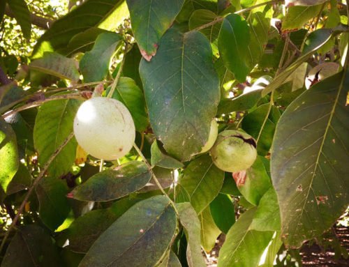The Care and Storage of Walnuts
