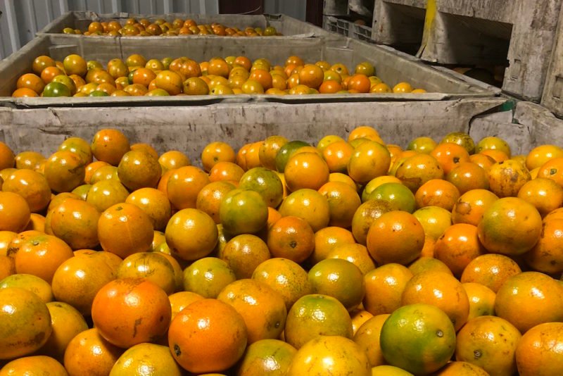 Photo of three large bins of Florida oranges awaiting handling in a packing plant. Most of the oranges will become Florida orange juice