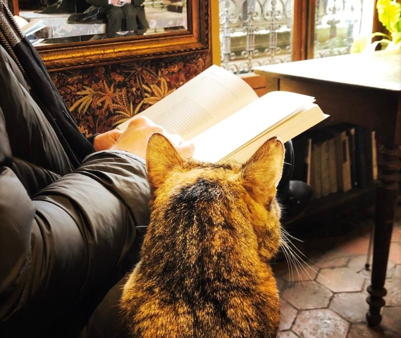 Photo taken in side Shakespeare and Co bookstore in Paris, showing the back of the store's tabby cat, sitting next to someone in a black down jacket reading a book. The store's aged hexagon floor tiles, an ornate gold-framed mirror, and white iron work outside the window are visible.