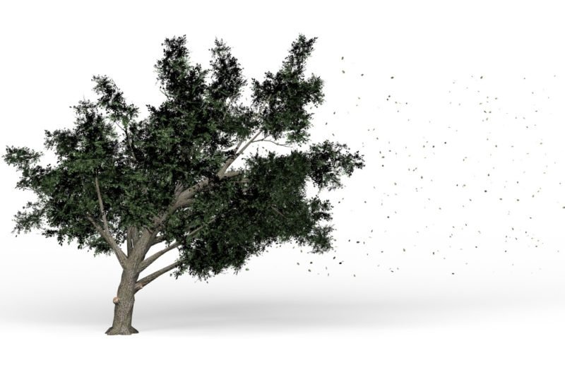 Self compassion helps us be more resilient, able to bend but not break when life gets stormy. Photo of a tree against a white background, bending the the right in the wind, with leaves blowing off the tree.