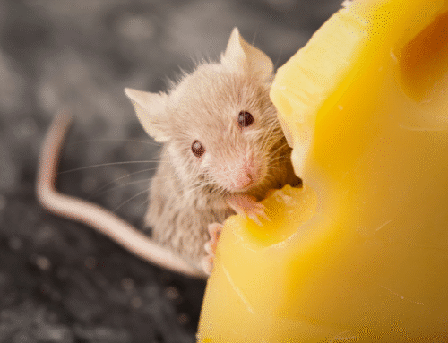 Does eating at night cause weight gain? Good question!